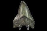 3.38" Fossil Megalodon Tooth - North Carolina - #131591-1